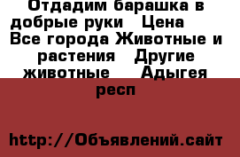 Отдадим барашка в добрые руки › Цена ­ 1 - Все города Животные и растения » Другие животные   . Адыгея респ.